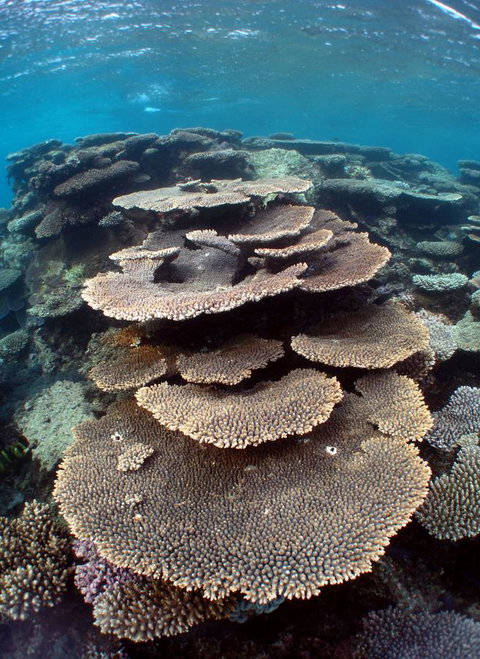 Ningaloo Coral Bay â€“ Bayview - Kingaroy Accommodation 6