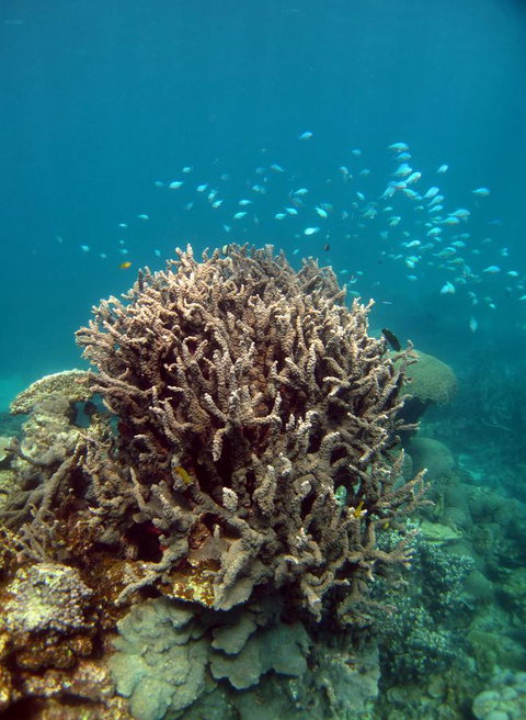 Ningaloo Coral Bay â€“ Bayview - Kingaroy Accommodation 7