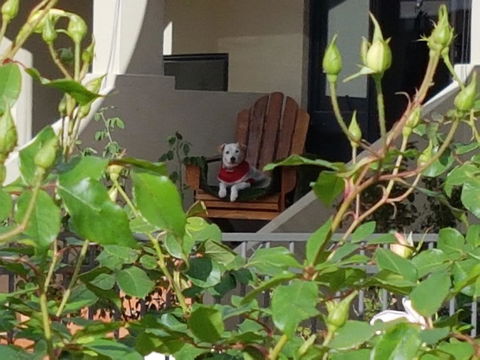 Como Executive Apartment - Kingaroy Accommodation 17