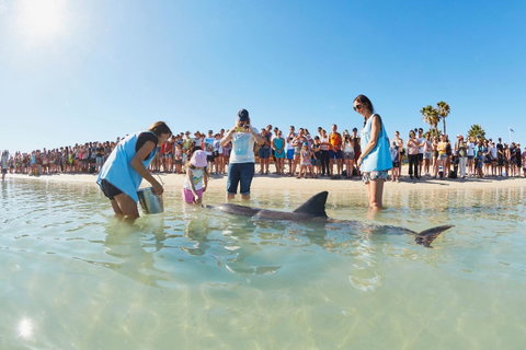 RAC Monkey Mia Dolphin Resort - Kingaroy Accommodation 2