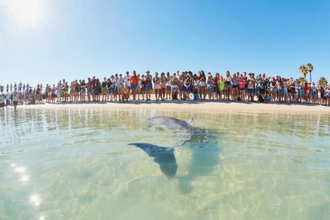 RAC Monkey Mia Dolphin Resort - Kingaroy Accommodation 3