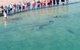 RAC Monkey Mia Dolphin Resort - thumb 4