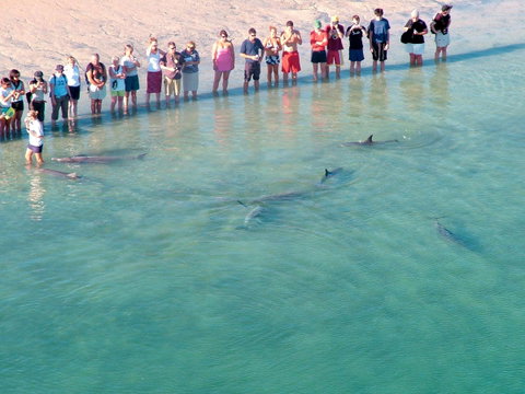 RAC Monkey Mia Dolphin Resort - Kingaroy Accommodation 4