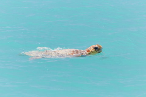 RAC Monkey Mia Dolphin Resort - Kingaroy Accommodation 20