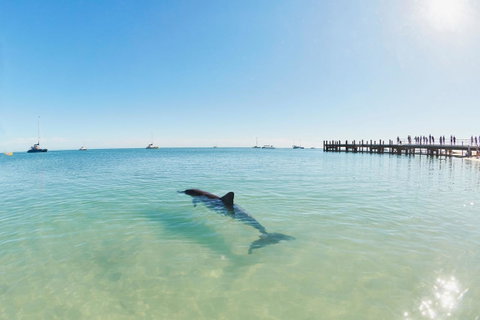 RAC Monkey Mia Dolphin Resort - Kingaroy Accommodation 1