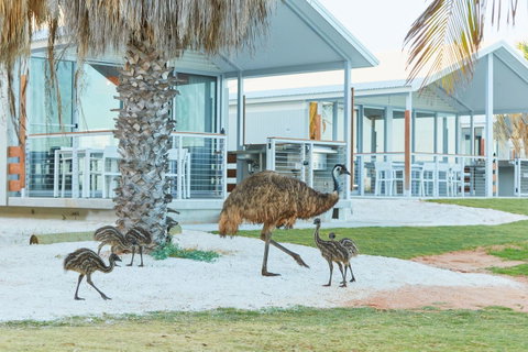 RAC Monkey Mia Dolphin Resort - Kingaroy Accommodation 15