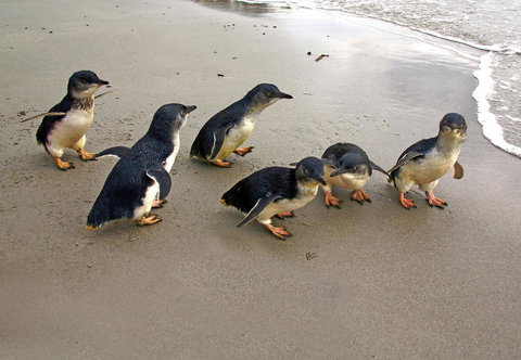 Bicheno Cabin Park - Kingaroy Accommodation 13