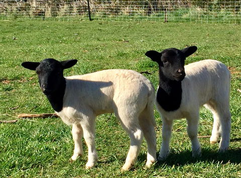 Manna Hill Farm - Kingaroy Accommodation 2