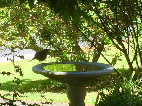 Wandering Geese Boutique Bed And Breakfast - Kingaroy Accommodation 19