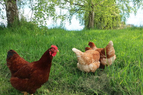 Cherry Top Farmstay - Boutique Eco Village - Kingaroy Accommodation 8