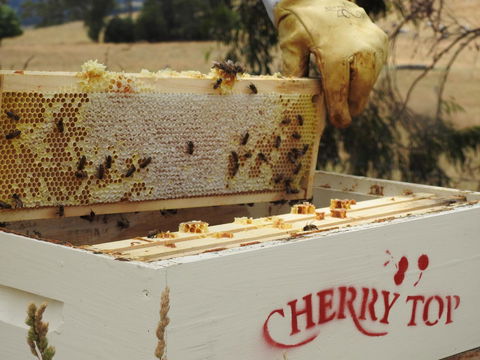 Cherry Top Farmstay - Boutique Eco Village - Kingaroy Accommodation 28