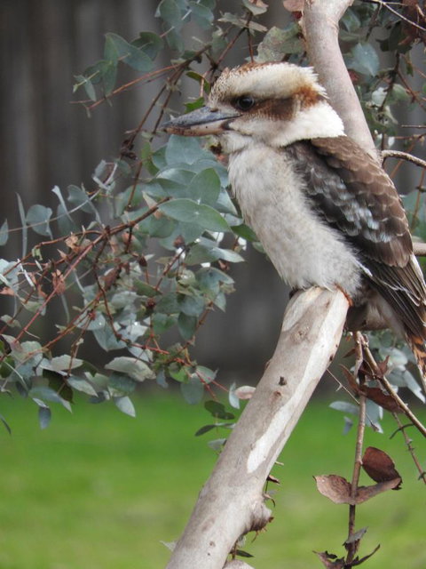 Tamar House - Kingaroy Accommodation 28