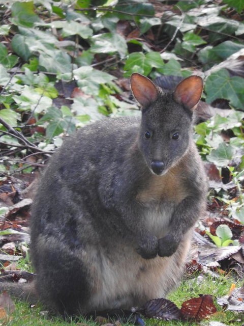 Tamar House - Kingaroy Accommodation 25