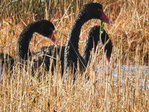 Tamar House - Kingaroy Accommodation 9