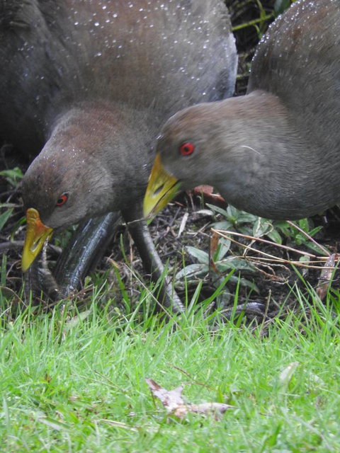 Tamar House - Kingaroy Accommodation 31