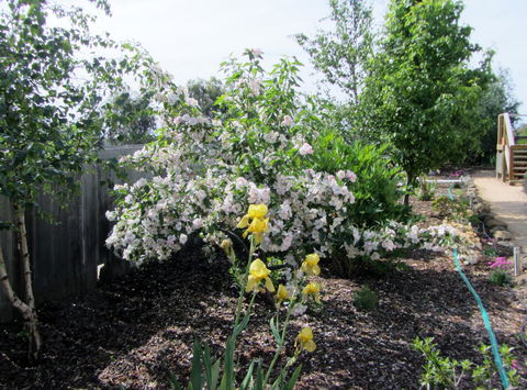 Elm Trees Accommodation @ Ross - Kingaroy Accommodation 7
