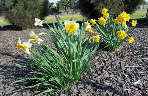 Elm Trees Accommodation @ Ross - Kingaroy Accommodation 26