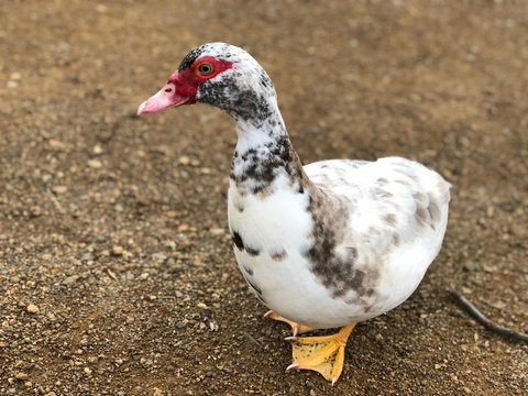 A Cottage In Richmond - Kingaroy Accommodation 19