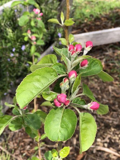 A Cottage In Richmond - Kingaroy Accommodation 18