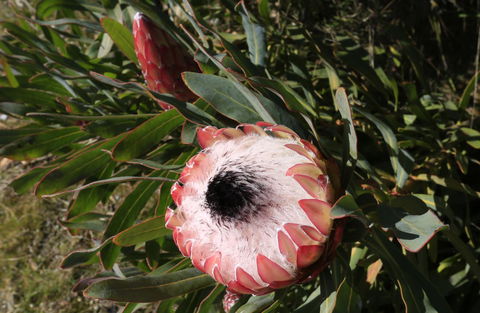 Riverwalk B&B - Kingaroy Accommodation 38