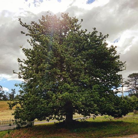 Old White Church Bed & Breakfast - Kingaroy Accommodation 7