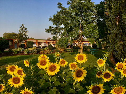 Quirindi Sunflower Motor Inn - Kingaroy Accommodation 0