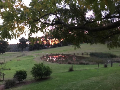 Raynella Alpaca Farmstay - Kingaroy Accommodation 2