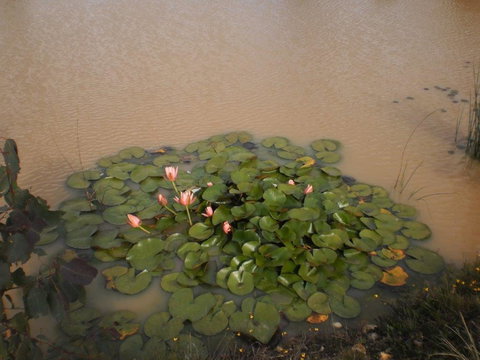 River Downs Cottage - Kingaroy Accommodation 3