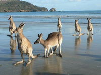 Book Seaforth Accommodation Vacations Kingaroy Accommodation Kingaroy Accommodation