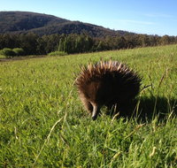 Silver Ridge Retreat - Kingaroy Accommodation