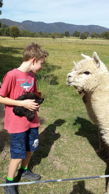Starline Alpacas Farmstay Resort - Kingaroy Accommodation 3