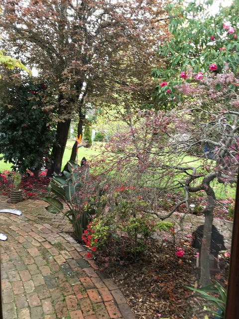 Stony Rise Cottage B&B - Kingaroy Accommodation 1