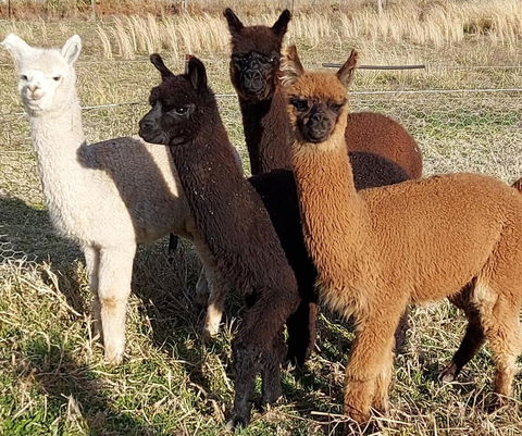 Straw House B And B - Kingaroy Accommodation 1