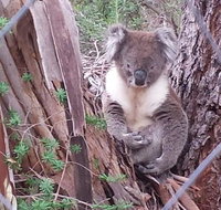 Stringybark Hills Retreat - Kingaroy Accommodation