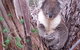 Stringybark Hills Retreat - thumb 0
