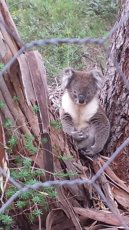 Stringybark Hills Retreat - Kingaroy Accommodation 0