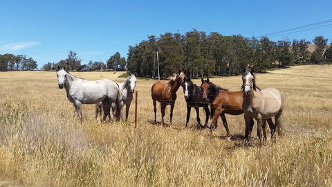 Lockleigh Park - Kingaroy Accommodation 28
