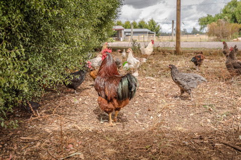 Glencoe Country Bed And Breakfast - Kingaroy Accommodation 32