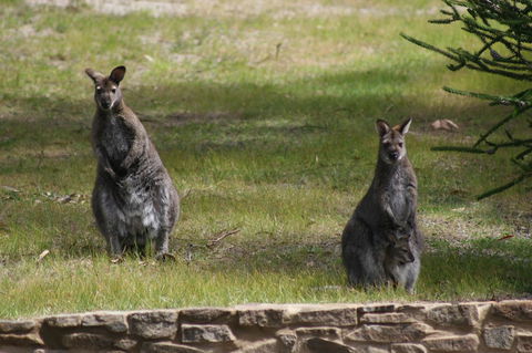 Bicheno By The Bay - Kingaroy Accommodation 44