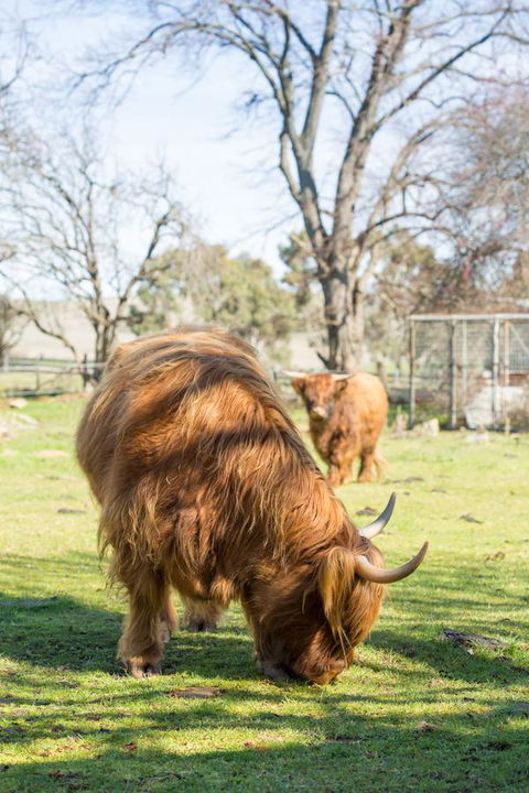 Ratho Farm - Kingaroy Accommodation 4