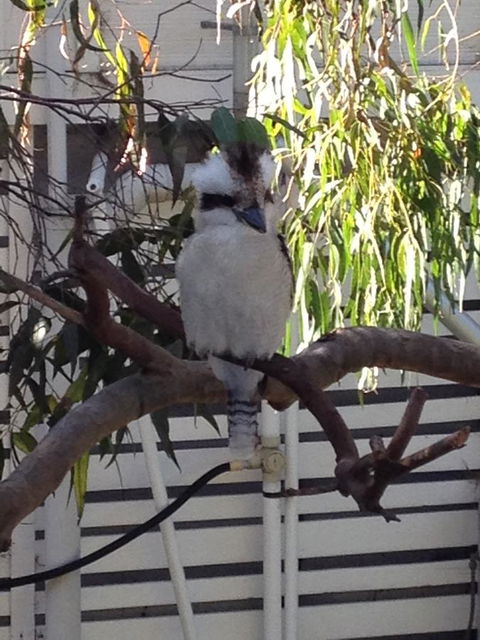 Kookas Retreat - Kingaroy Accommodation 16