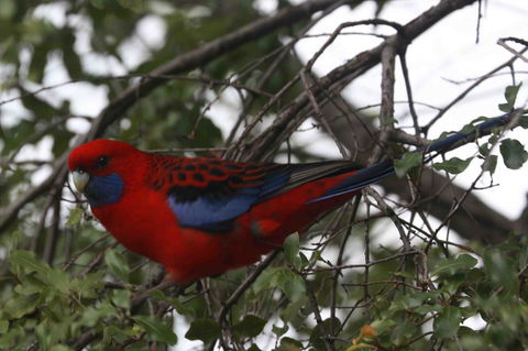 Oxford Rise Apartment - Kingaroy Accommodation 22