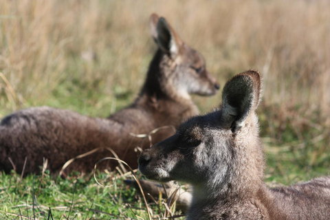 Halls Gap Lakeside Tourist Park - Kingaroy Accommodation 2