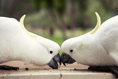 Halls Gap Lakeside Tourist Park - Kingaroy Accommodation 9