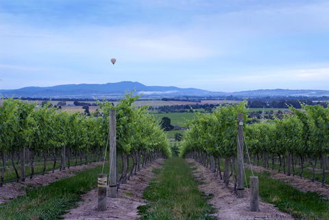 Balgownie Estate Yarra Valley - Kingaroy Accommodation 37
