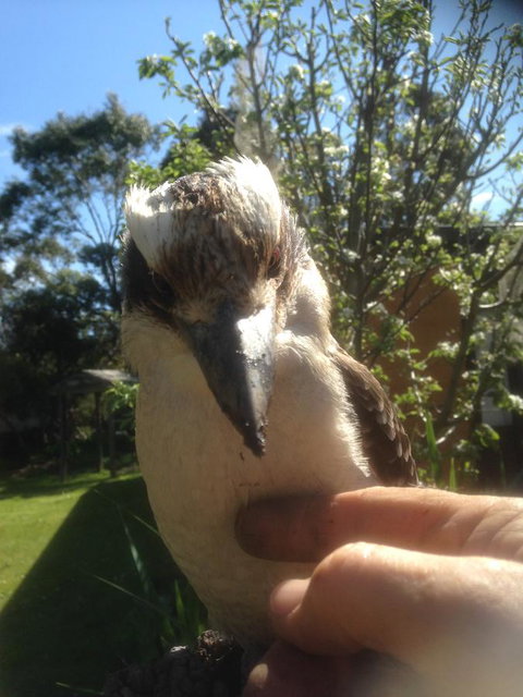 Mud Hollow Barn - Kingaroy Accommodation 8