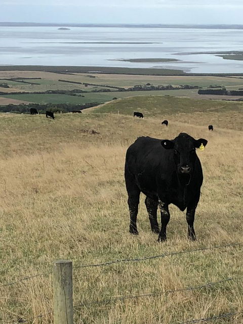 One Tree Hill Wilson Prom And Ocean Views - Kingaroy Accommodation 17