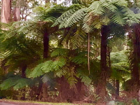 One Tree Hill Wilson Prom And Ocean Views - Kingaroy Accommodation 16