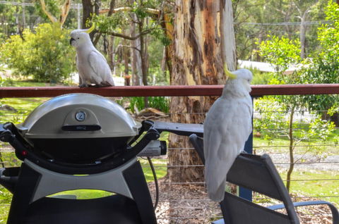 Blue Ridge Retreat - Kingaroy Accommodation 3