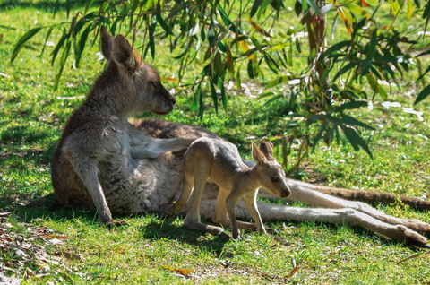 Blue Ridge Retreat - Kingaroy Accommodation 9